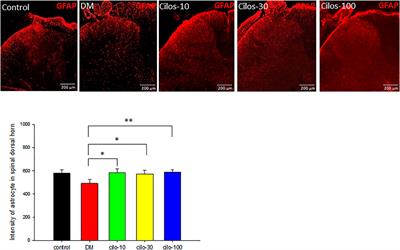 Cilostazol Ameliorates Peripheral Neuropathic Pain in Streptozotocin-Induced Type I Diabetic Rats